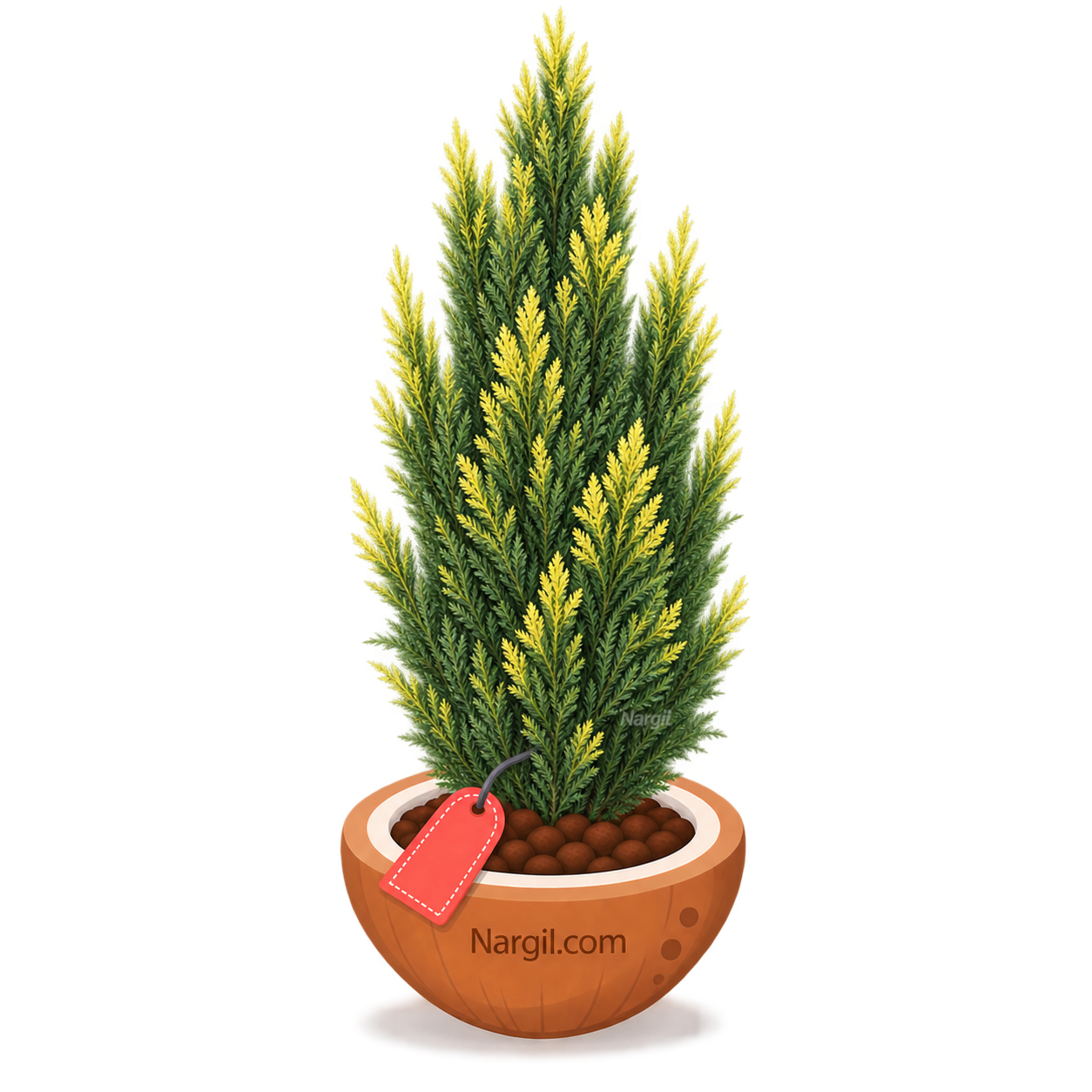 Nargil_Cupressus sempervirens.